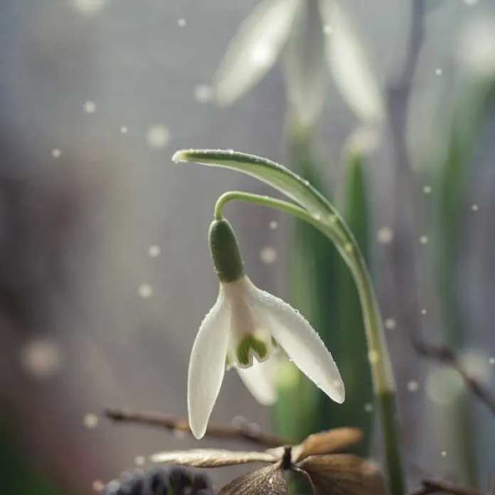 Hromnice, Imbolc a první záblesky jara | PachaMama.cz