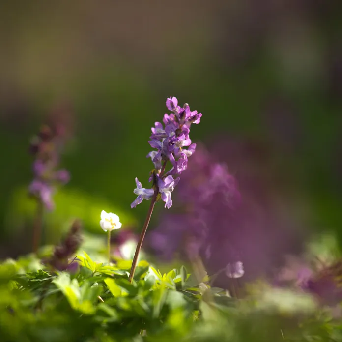  „PŘIZNAT VŠE, JAK TO JE. NEFOTIT ILUZE,” TAK FOTÍ PAVLA KURKOVÁ, FOTOGRAFKA PACHAMAMA | PachaMama.cz